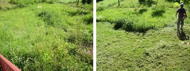 cutting your lawn grass 