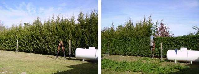 cutting overgrown hedge