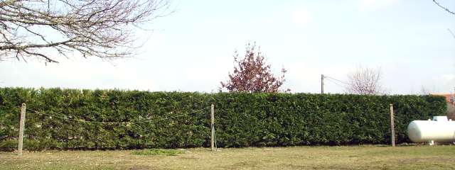 hedge cutting complete